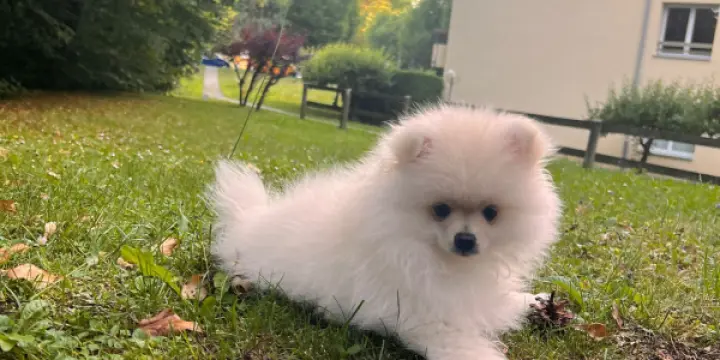Pomeranien chiot mâle à vendre