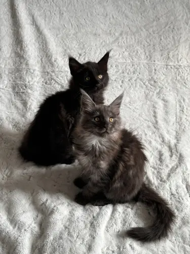 A réserver 3 magnifiques chatons Maine Coon LOOF à saint denis en bugey