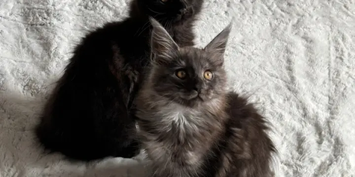 A réserver 3 magnifiques chatons Maine Coon LOOF