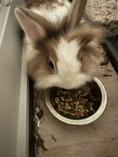 Lapin à donner à Genève