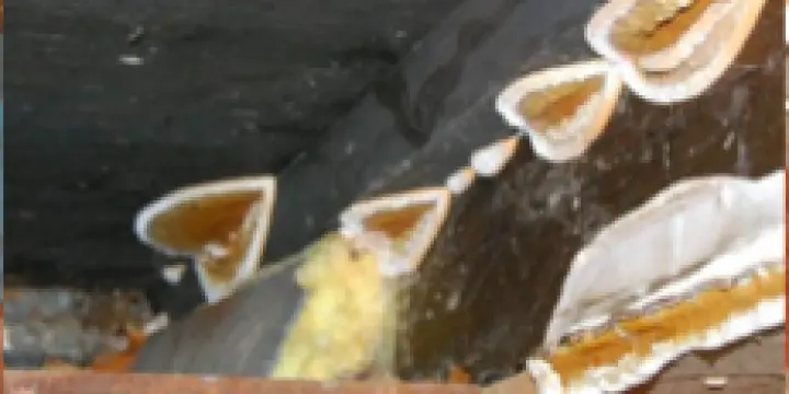 Traitement de la mérule