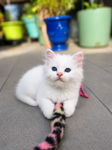 Chaton blanc sacré à Endingen