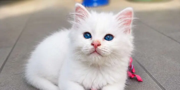 Chaton blanc sacré