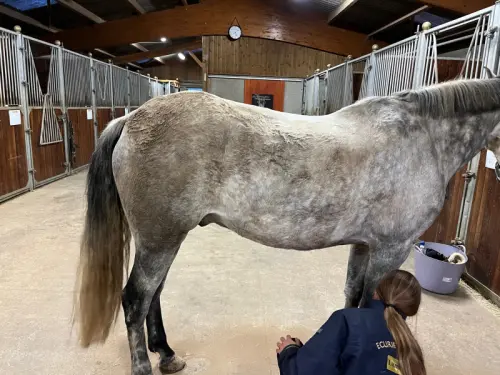Pension de chevaux (proche frontière Suisse) à PIN