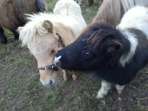 Poulains mini Shetland à Lapoutroie