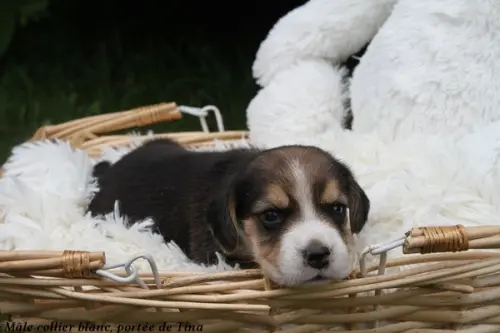 Chiots Beagle LOF - Portée de Tina et Pumba à SERLEY
