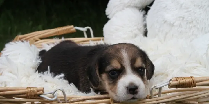 Chiots Beagle LOF - Portée de Tina et Pumba