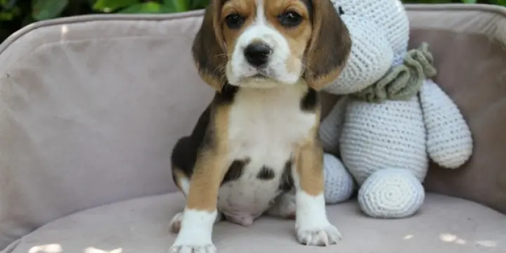 Chiots Beagle LOF - Portée de Tina et Pumba