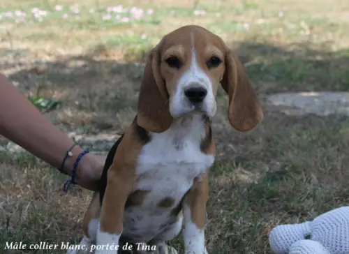 Chiots Beagle LOF - Portée de Tina et Pumba à SERLEY