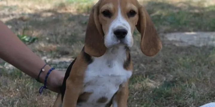 Chiots Beagle LOF - Portée de Tina et Pumba