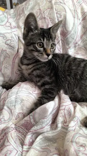 Un adorable chaton mâle à adopter! aux AVANCHETS