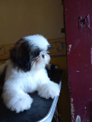 SHIH-TZU à Saint Leger Du Bois