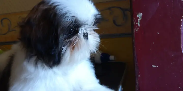 SHIH-TZU
