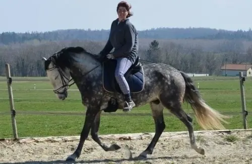 je rechercher cavalier (ère)  à Orbe