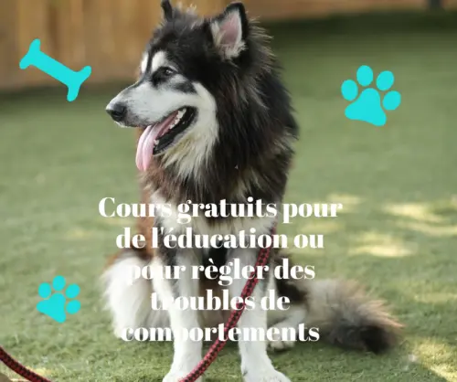Cours gratuits d'éducation canine à Fribourg