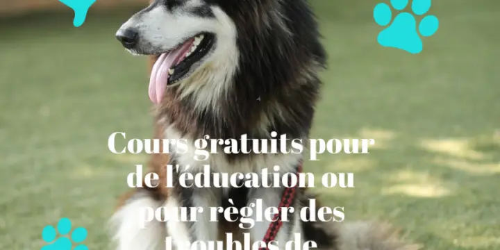 Cours gratuits d'éducation canine