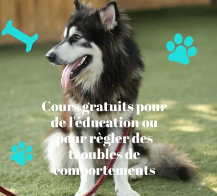 Cours gratuits d'éducation canine