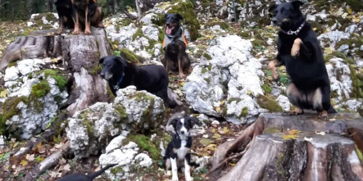 Comment créer un lien fort avec votre chien ?