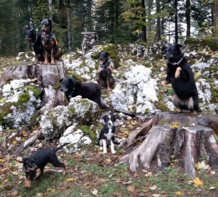 Comment créer un lien fort avec votre chien ?