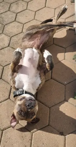 Amstaff américain femelle de 4 ans, Sharlie à Lamboing