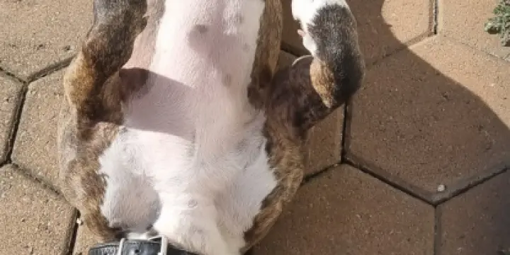 Amstaff américain femelle de 4 ans, Sharlie