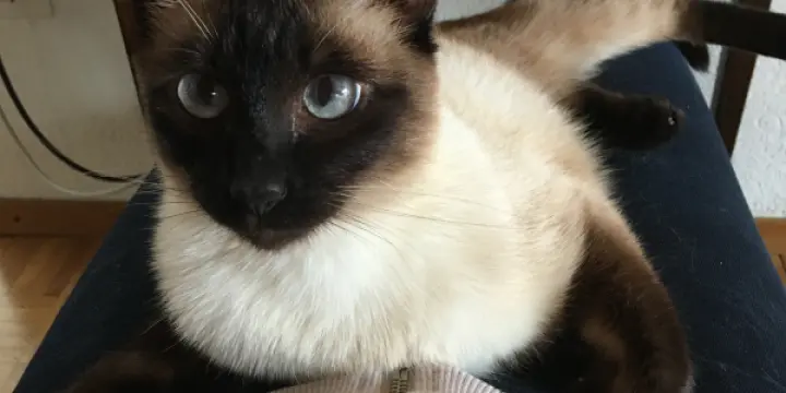 Chatte siamoise de 8ans cherche un nouveau foyer calme et aimant. À donner contre bons soins