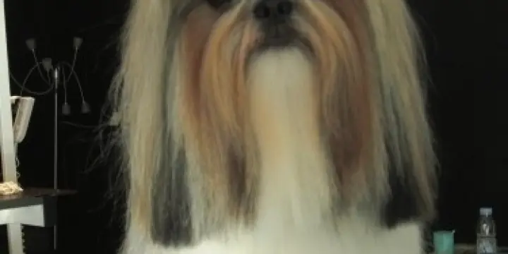 toilettage de qualité a clarens