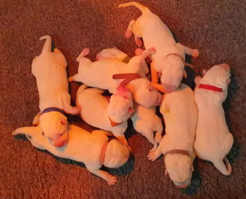 Chiots Berger Blanc Suisse LOF à réserver 2025
