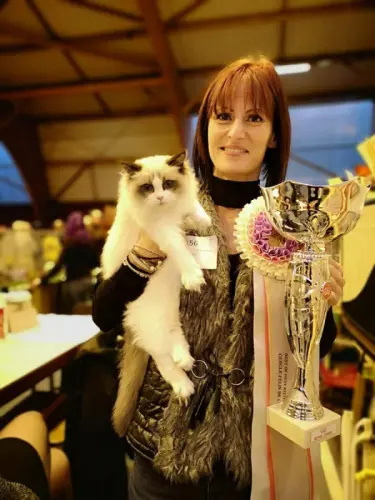 Adoption ragdoll à geneve