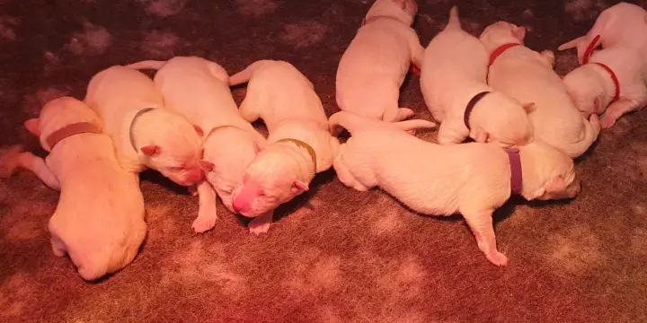 Chiots Berger Blanc Suisse LOF à Réserver