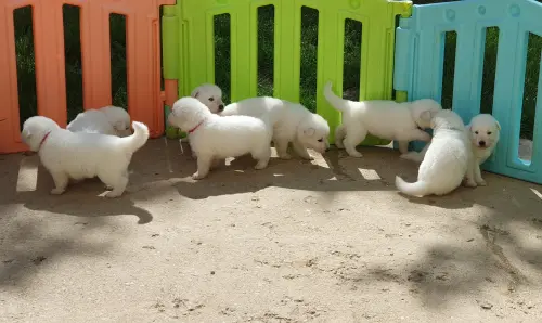 Chiots Berger Blanc Suisse LOF à Réserver à REVIGNY