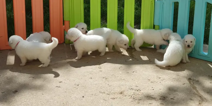 Chiots Berger Blanc Suisse LOF à Réserver