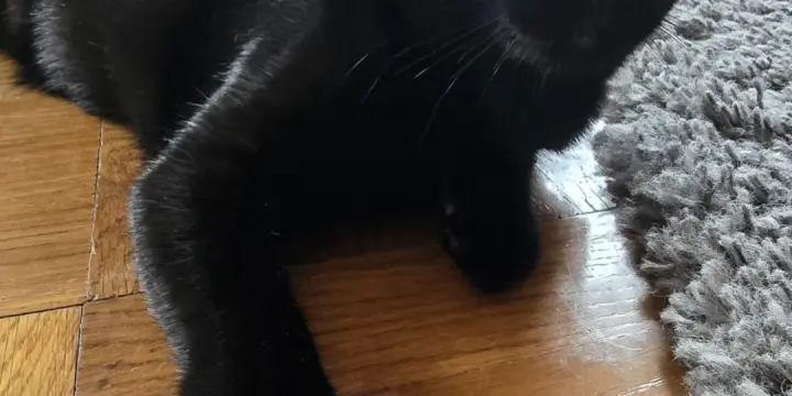 Petite pantère mi siamoise
