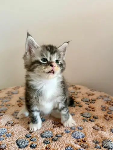Maine Coon chaton pure race à Grand-Lancy
