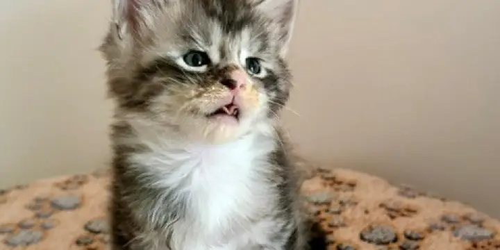 Maine Coon chaton pure race