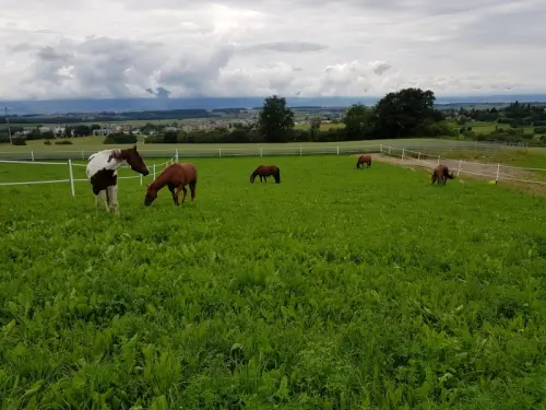 Corges-Payerne boxe pour chevaux à louer Fr.650 à Vers-Chez-Perrin