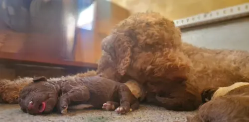 Lagotto chiots Welpen à Puidoux
