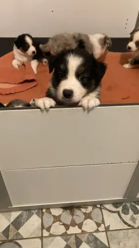 Chiots berger australien à réserver à Genève