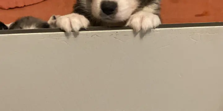 Chiots berger australien à réserver
