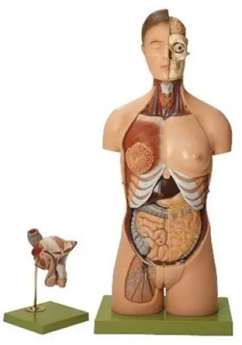 Anatomie - Matériel pédagogique