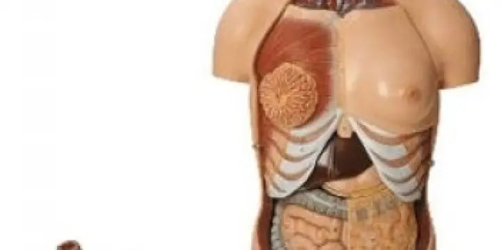 Anatomie - Matériel pédagogique