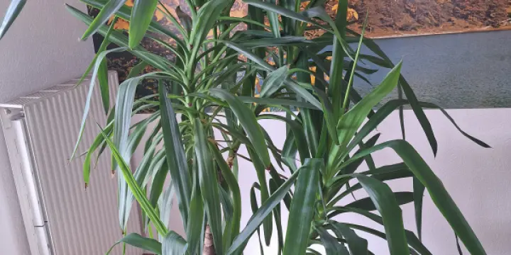Yucca Pied d'éléphant d'intérieur