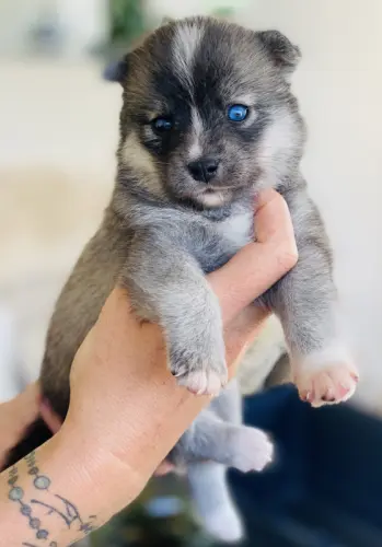 Chiots Pomsky toys yeux bleus
