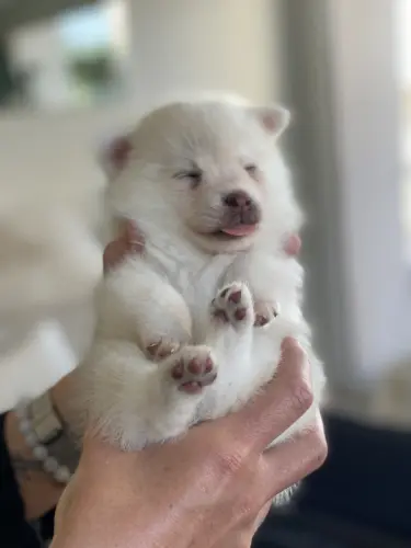 Chiots Pomsky toys yeux bleus