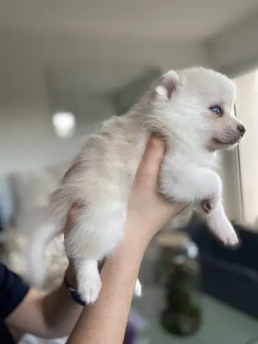 Chiots Pomsky toys yeux bleus