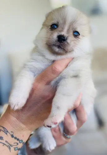 Chiots Pomsky toys yeux bleus