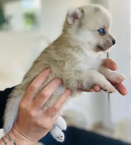 Chiots Pomsky toys yeux bleus