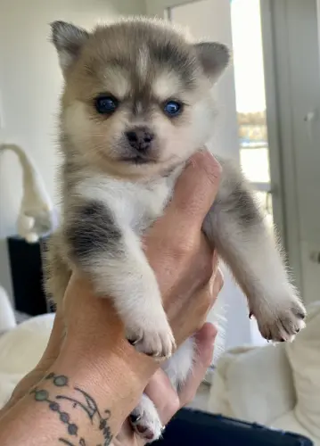 Chiots Pomsky toys yeux bleus