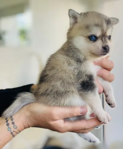 Chiots Pomsky toys yeux bleus