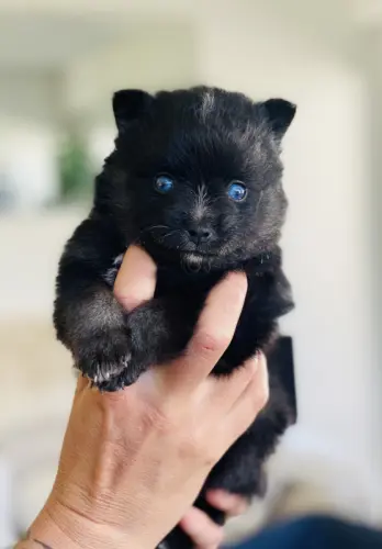 Chiots Pomsky toys yeux bleus